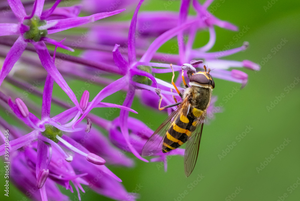 Nice view of a flowering purple flower. Honey bee covered with pollen in the flower. Summer in the garden. Beekeeping. Selective focus. Nice view of a flowering purple flower. Honey bee covered with pollen in the flower. Summer in the garden. Beekeeping. Selective focus.