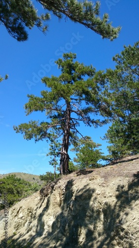 pine tree on the hill
