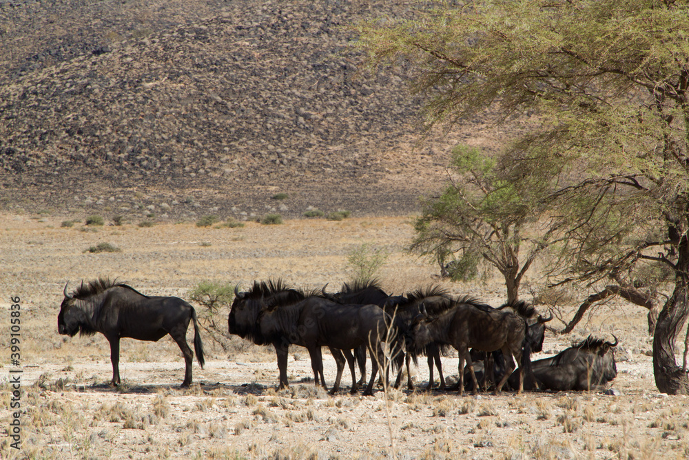 Gnus verstecken sich im Schatten eines Baumes Gnus verstecken sich im Schatten eines Baumes