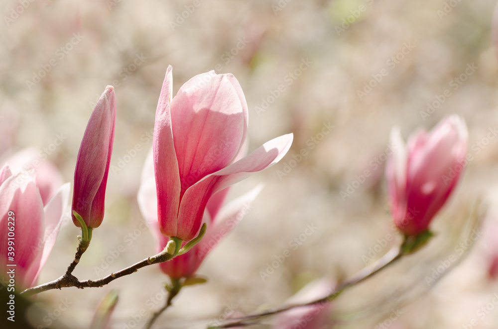 Fototapeta premium Beautiful magnolia tree blossoms in springtime. Jentle magnolia flower against sunset light.