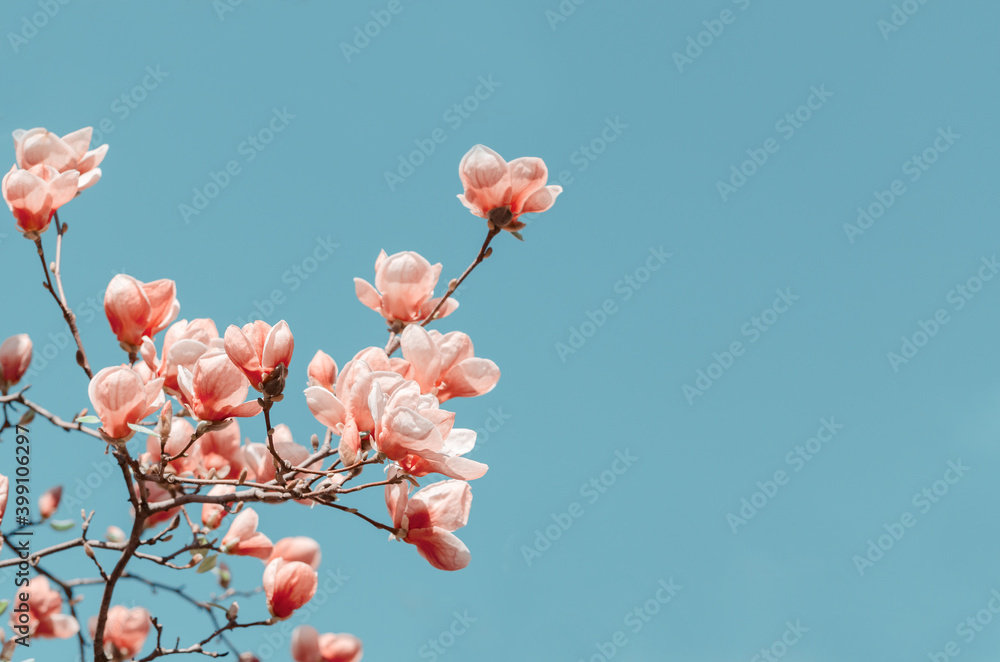 Beautiful magnolia tree blossoms in springtime. Bright magnolia flower against blue sky. Romantic floral backdrop Beautiful magnolia tree blossoms in springtime. Bright magnolia flower against blue sky. Romantic floral backdrop