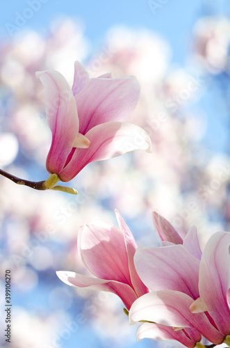 Beautiful magnolia tree blossoms in springtime. Jentle magnolia flower against sunset light. © Hanna Aibetova