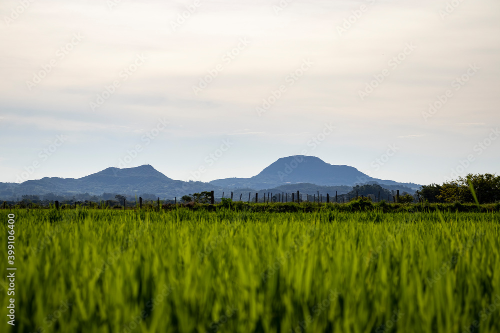 Fototapeta premium Rice Fields