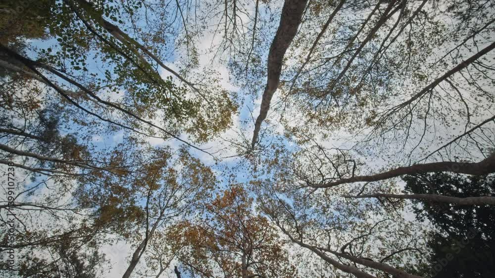 Autumn Trees in the Woods Autumn Trees in the Woods