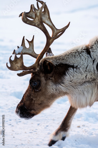 Fototapeta Naklejka Na Ścianę i Meble -  deer in the snow