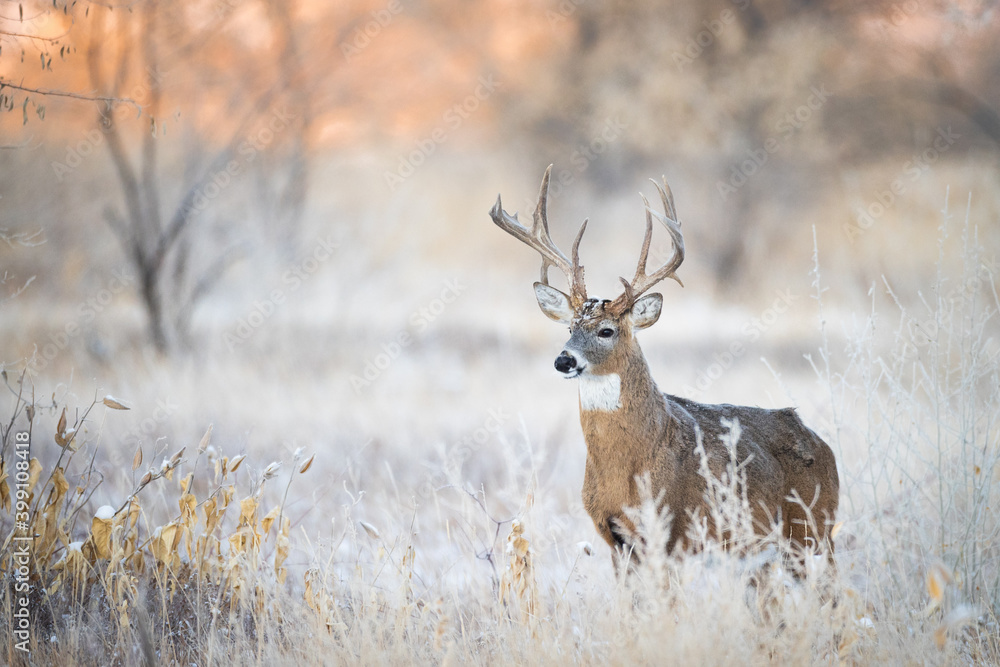 Fototapeta premium Sunrise Buck