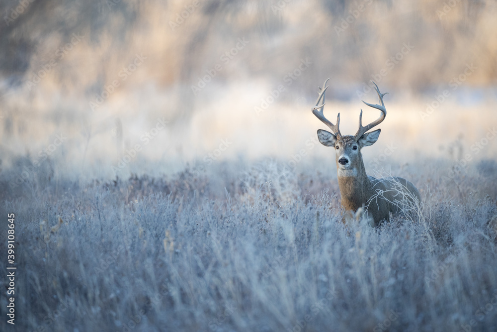 Obraz premium Buck in Brush