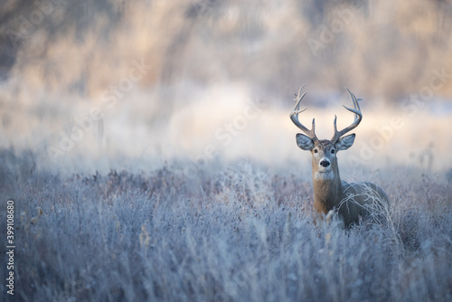 Canvas Print Whitetail Buck in Brush