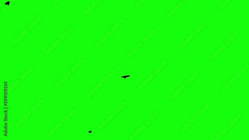 Flock of black birds flying on the green screen