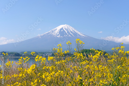 富士山と菜の花