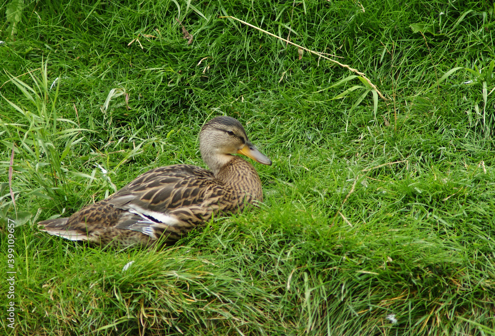 Duck laying Down in Green Grass Digital Photography Duck laying Down in Green Grass Digital Photography