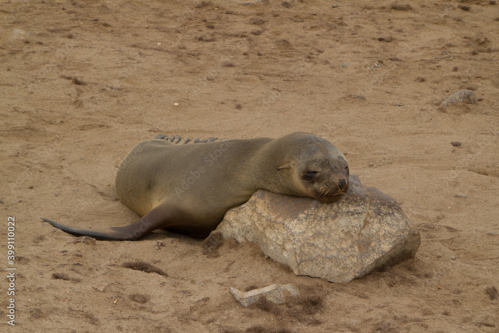 Naklejka premium Seelöwen bei Cape Cross in Namibia