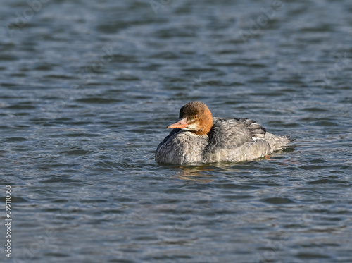 Female Common Merganser Swimming in Fall photo