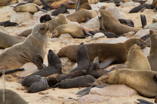 Seelöwen bei Cape Cross in Namibia