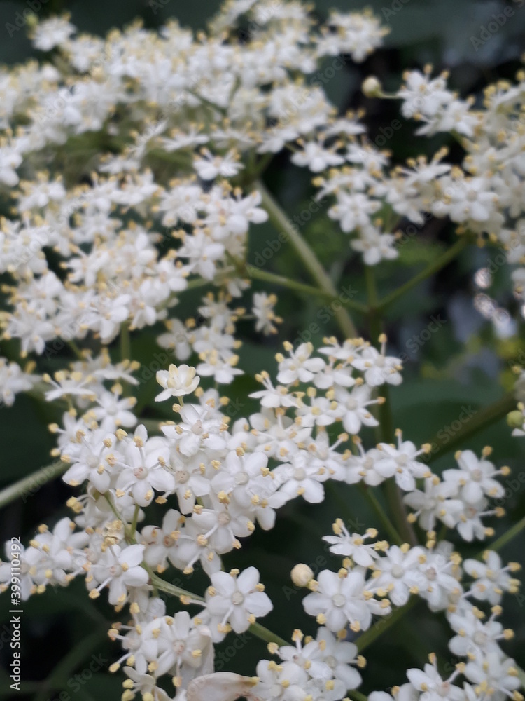Fleurs de sureau Fleurs de sureau