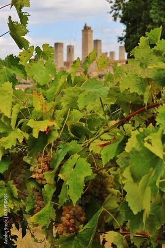 Grape vines of San Gimignano