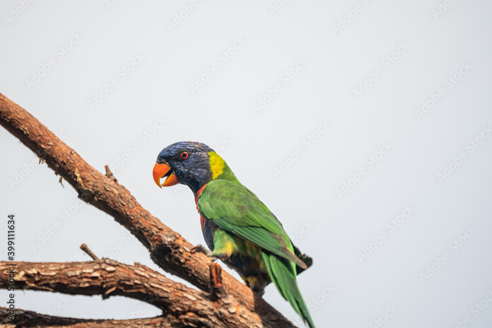 Closeup of a rainbow lorikeet bird on a tree branch in Australia