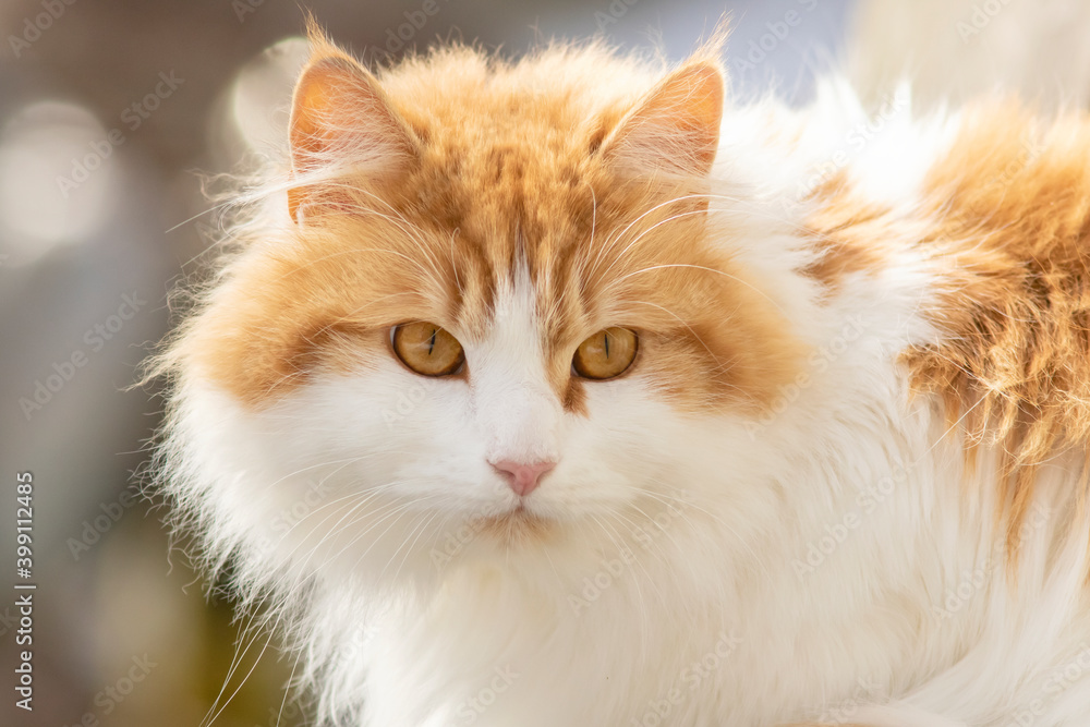 A portrait of furry red- headed white cat A portrait of furry red- headed white cat