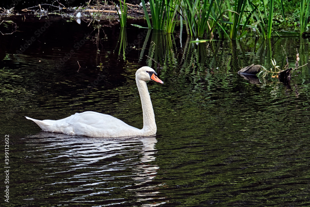Höckerschwan ( Cygnus olor ). Höckerschwan ( Cygnus olor ).