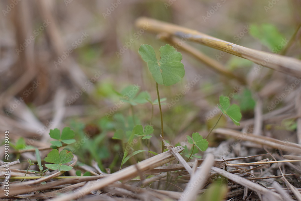 Marsilea is a genus of approximately 65 species of aquatic ferns of the family Marsileaceae Marsilea is a genus of approximately 65 species of aquatic ferns of the family Marsileaceae