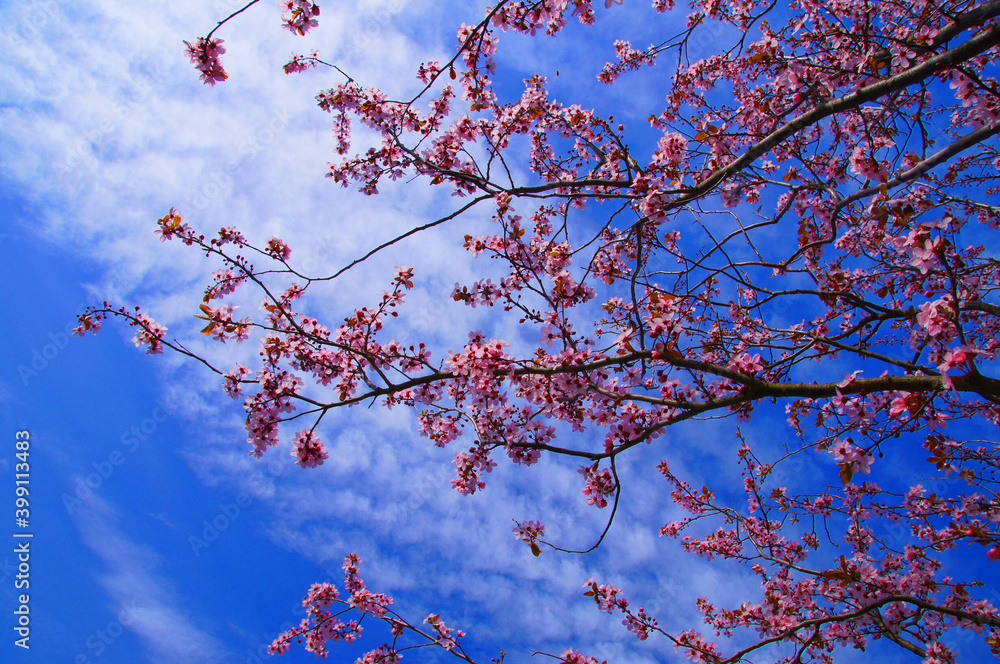 Pink cherry blossoms on blue sky background Pink cherry blossoms on blue sky background