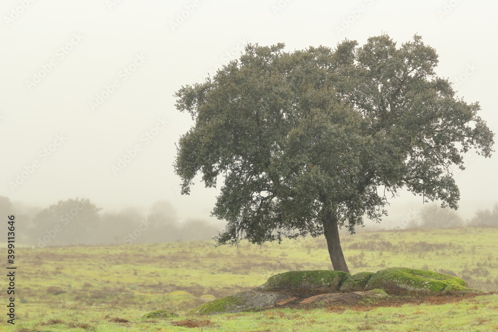 holm oak before the fog