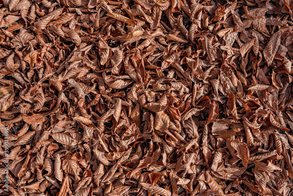withered leaves on the ground in late autumn withered leaves on the ground in late autumn
