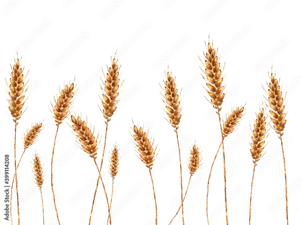 Illustration of stalks of golden wheat with grain painted by watercolor on a white background