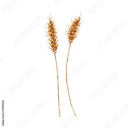 Wheat stalk with yellow grain painted with watercolor on a white background.
