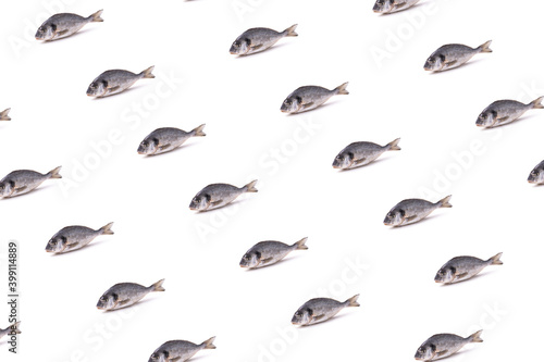 pattern with image of whole sea bream fish. minimal concept