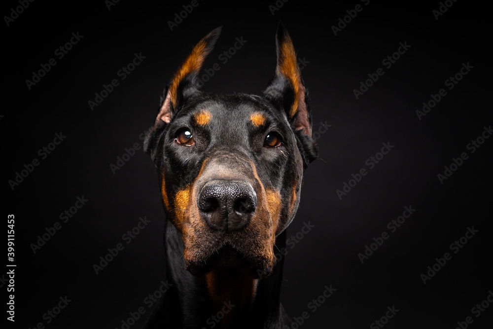 Portrait of a Doberman dog on an isolated black background.