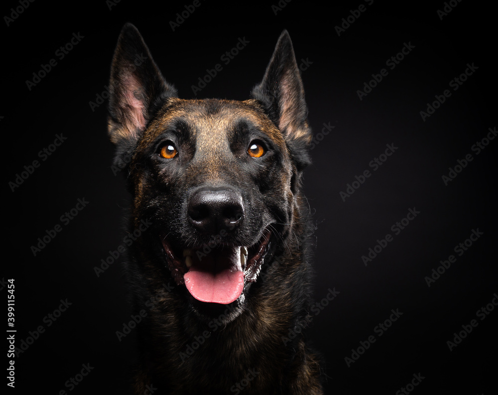 Portrait of a Belgian shepherd dog on an isolated black background.