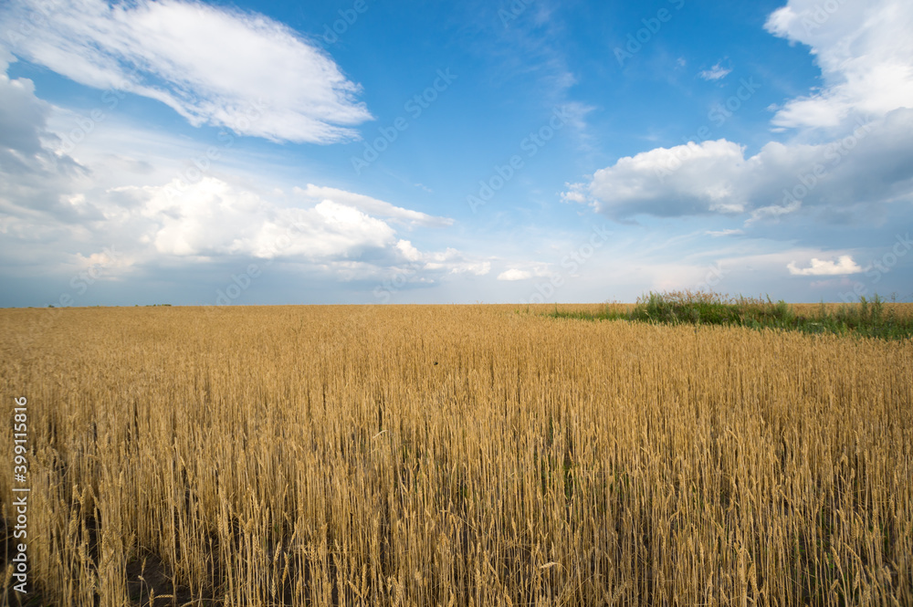 View of wheat field