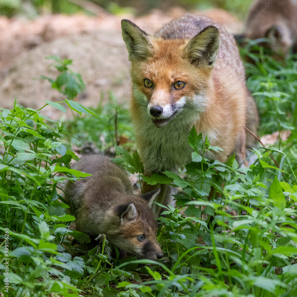 Fototapeta premium Rotfuchs (Vulpes vulpes) mit Jungen
