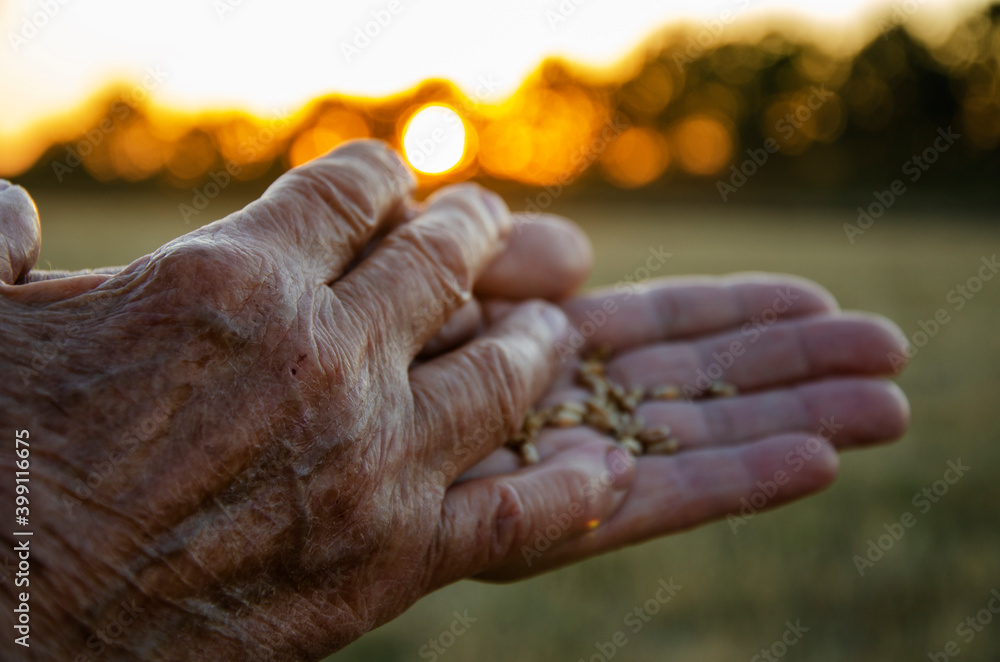 Old leather. Caring for elderly parents. The kind hands of my grandmother. Wheat in old grandmother's palms. Babshuki's wrinkled hands at sunset. Old hands concept. Caring for parents