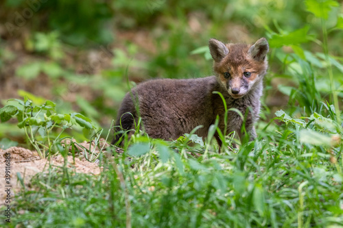 Rotfuchs (Vulpes vulpes) Junger © Rolf Müller