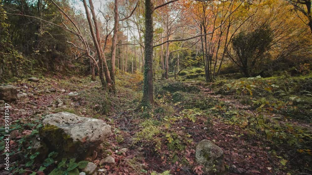 Autumn in the Forest Autumn in the Forest