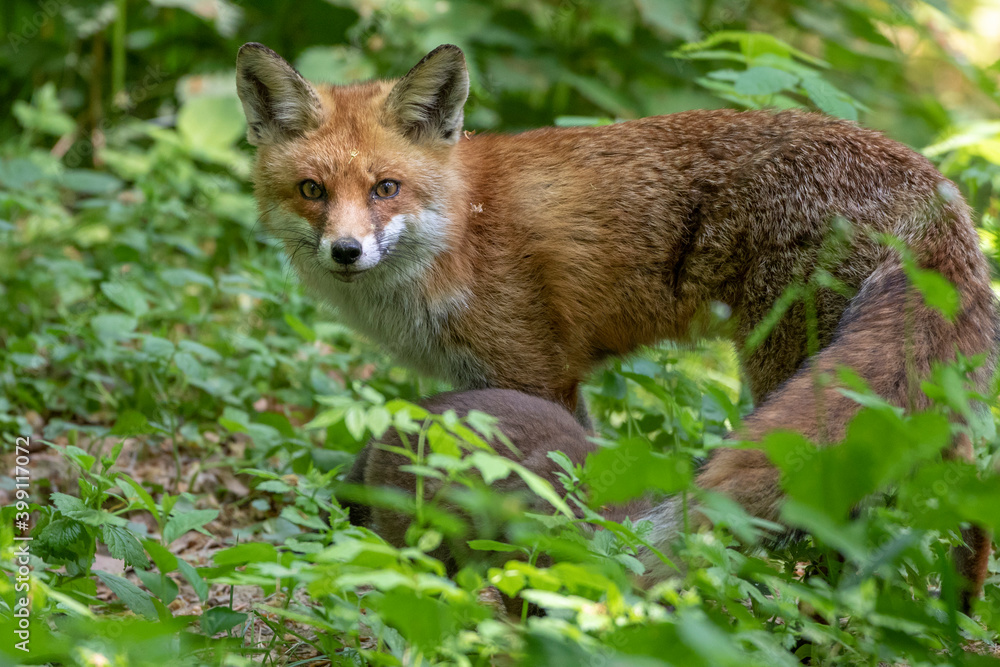 Fototapeta premium Rotfuchs (Vulpes vulpes) mit Jungen