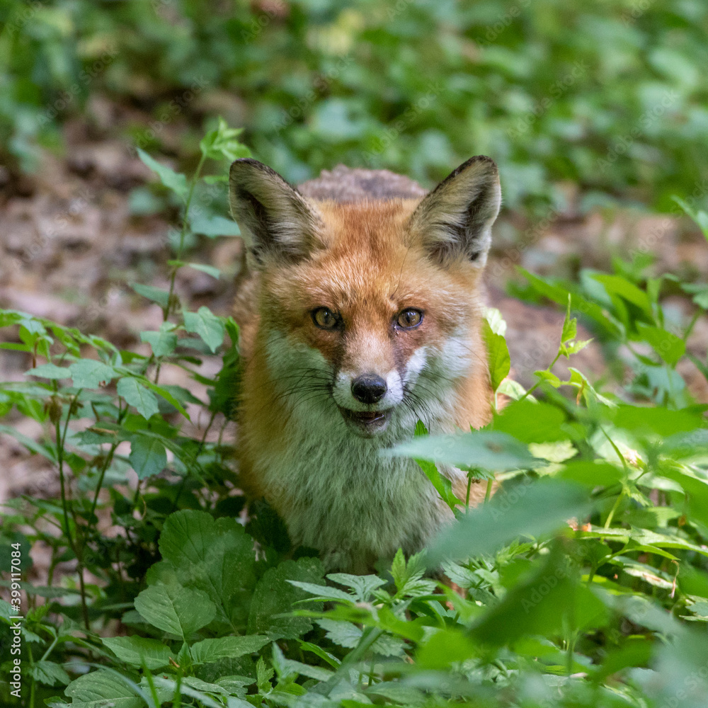 Rotfuchs (Vulpes vulpes) Rotfuchs (Vulpes vulpes)