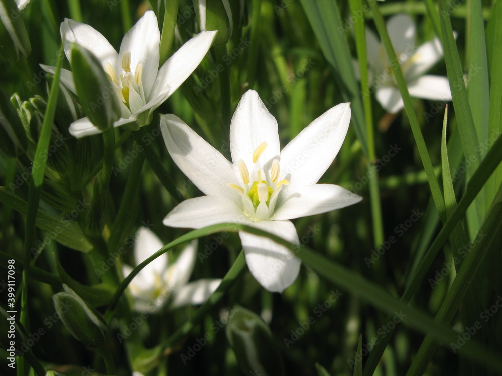 Garden star-of-Bethlehem (Ornithogalum umbellatum) - white flowers of grass lily Garden star-of-Bethlehem (Ornithogalum umbellatum) - white flowers of grass lily