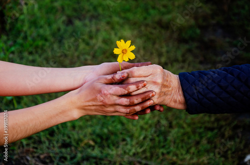 Hand in vitiligo close up. Outstretched hand with vitiligo to the old hand of the grandmother. Healthcare concept. Social advertising against discrimination. Old wrinkled hand with flower close up
