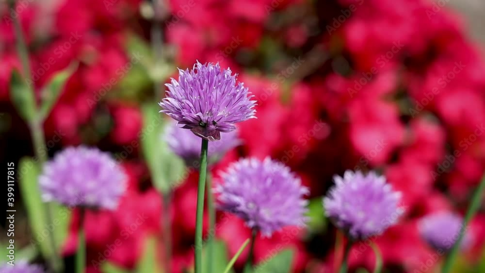 Purple Chives Flowers Blowing in the Wind on Red Flowers Purple Chives Flowers Blowing in the Wind on Red Flowers