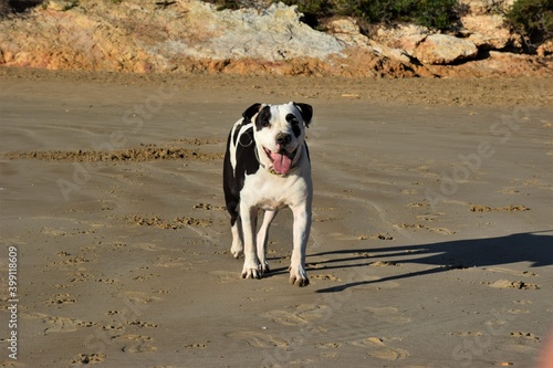 pitbull blanco y negro en la playa