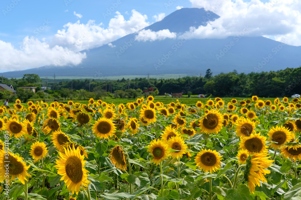 Naklejka premium 山中湖村の富士山とひまわり