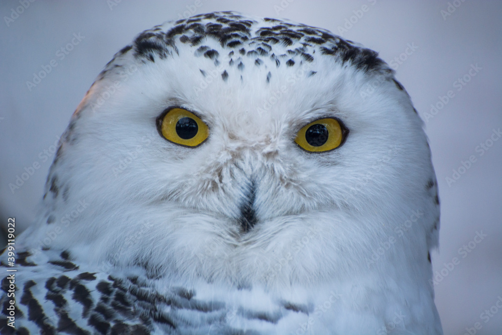 portrait of a white owl in the zoo portrait of a white owl in the zoo