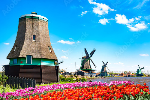 Dutch typical landscape. Traditional old dutch windmills with house, blue sky near river with tulips flowers flowerbed in the Zaanse Schans village, Netherlands. Famous tourism place.