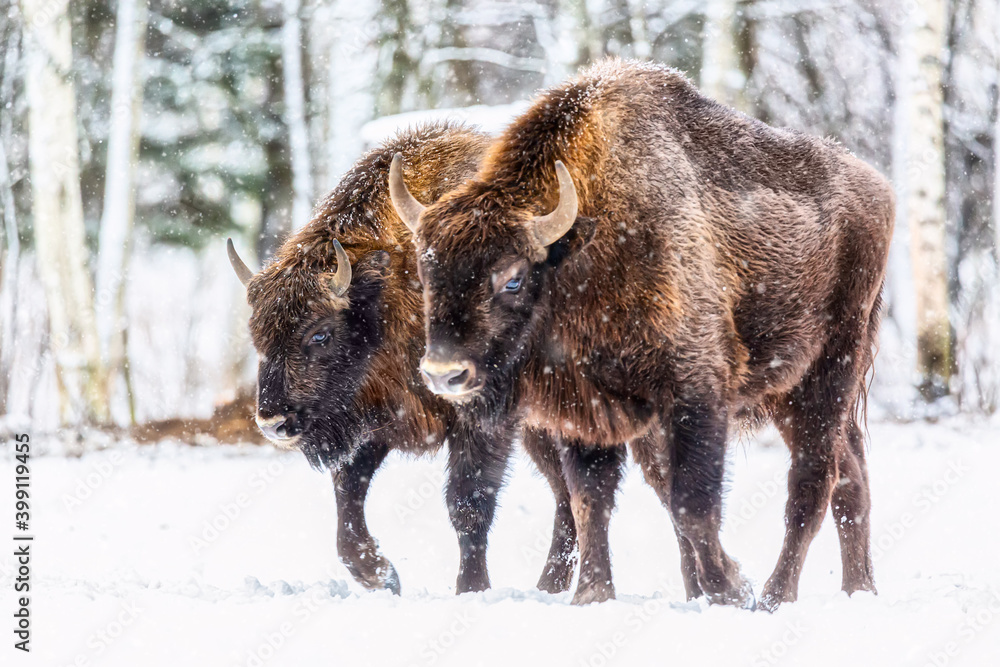 Large brown bisons Wisent group near winter forest with snow. Herd Of European Aurochs Bison, Bison Bonasus. Nature habitat. Selective focus. Large brown bisons Wisent group near winter forest with snow. Herd Of European Aurochs Bison, Bison Bonasus. Nature habitat. Selective focus.