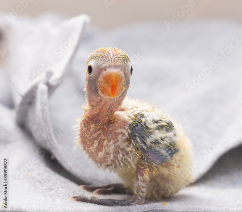 Agaporni a small baby parrot