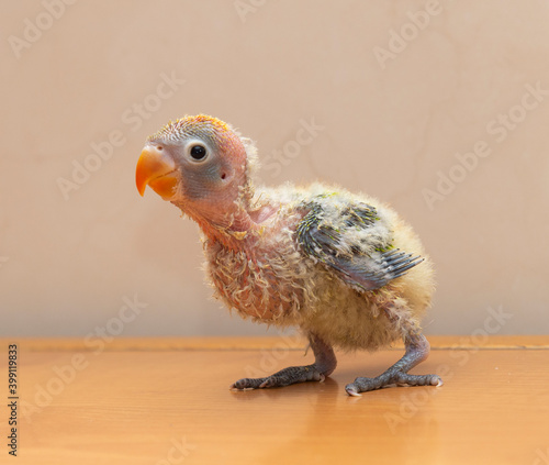 Agaporni a small baby parrot