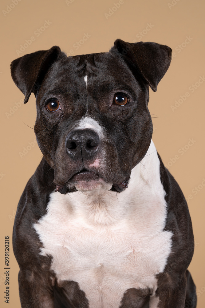 Portrait of a brown American Staffordshire terrier ( amstaff ) sitting in a beige background
